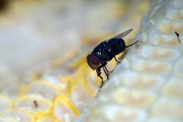 Houseflies crawl on yellow corncob