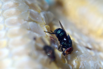 Houseflies crawl on yellow corncob