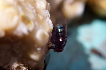 Houseflies crawl on yellow corncob