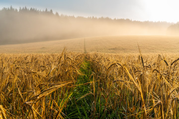 sunrise over wheat field in morning mist