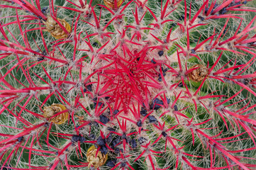 cactus, background picture, succulent,plant, desert