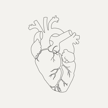 Anatomical human heart in linear style isolated on white background. Vector illustration.