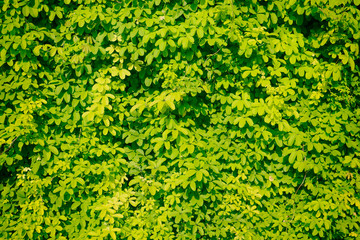 Green leaves background in national park