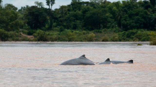 Irrawaddy River Dolphin