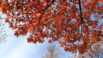 Season Change Colorful Autumn Falling Leaves A beauty Of nature