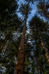 Fototapeta premium Looking up to the sky from under pine trees Fremantle WA