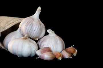 garlic on black background , dark tone. with sack cloth