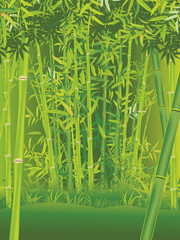 Fototapeta premium Bamboo forest scene