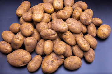 heap of fresh organic yellow unwashed potato stand out among many large background potatos in the market. Close-up texture.