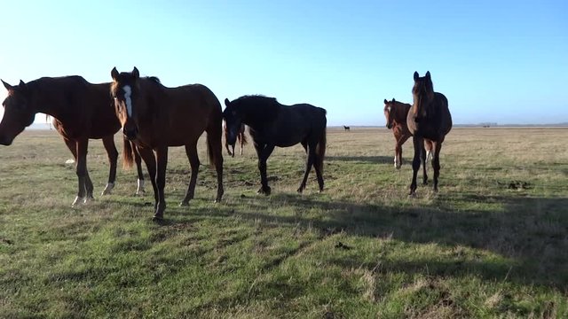 Chevaux intrigu&eacute;s par la camera.