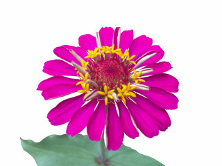 Obraz premium Beautiful pink zinnia flower isolated on white background with clipping path.