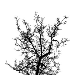 Black leafless tree branches