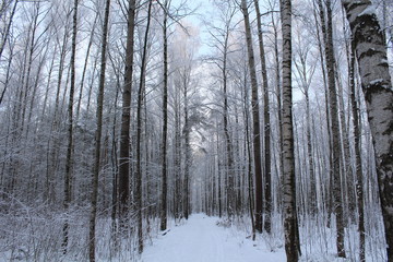 Naklejka premium Winter