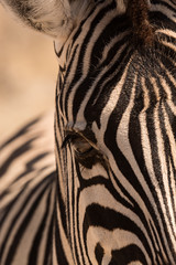 Fototapeta na wymiar Cabeza de una cebra en Namibia, África.