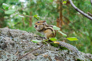 Little Chipmunk animal. Altai territory.  Altai mountains.