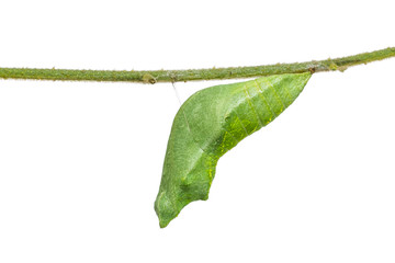 Lime butterfly (Papilio demoleus) pupa