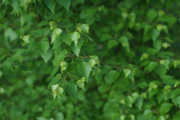 Scenic background for the design of birch leaves.