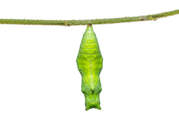 Lime butterfly (Papilio demoleus) pupa