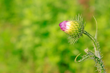 wild plant flowers in the wild