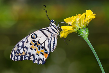 Obraz premium Lime butterfly on flower