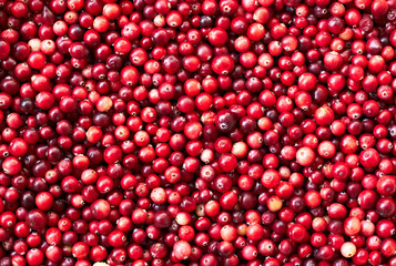Cranberry, wild forest marsh red berries background texture
