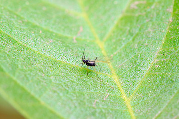 Aphids on the green leaf