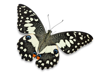 Lime butterfly (Papilio demoleus)