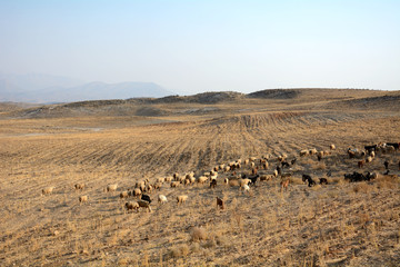 Fototapeta na wymiar Sheep herd of the Qasqai nomads, Iran