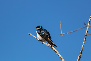 Hirondelle Bicolore, Tree Swallow, Hirundimidés Québec Canada © Helene Gaudreau