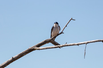 Hirondelle Bicolore, Tree Swallow, Hirundimidés Québec Canada © Helene Gaudreau