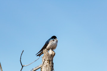 Hirondelle Bicolore, Tree Swallow, Hirundimidés Québec Canada © Helene Gaudreau