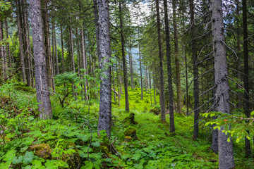 Obraz premium Walk in mysterious dark and old forest