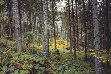 Walk in mysterious dark and old forest