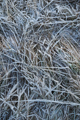 Frosty morning in the late autumn on the meadow.