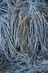 Frosty morning in the late autumn on the meadow.