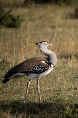 Kori Bustard