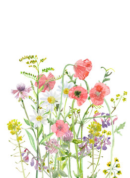 beautiful meadow flowers. watercolor painting