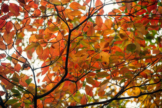 Vibrant gorgeous mass of orange, red, and green fall foliage
