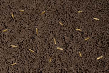 brown soil with lawn grass seeds illustration