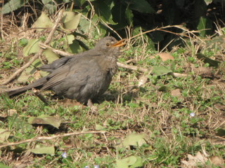 The brightened blackbird