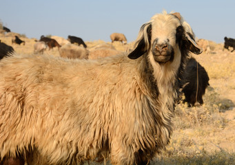 Obraz premium Sheep herd of the Qasqai nomads, Iran