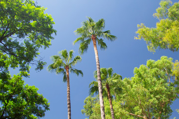 Naklejka premium Tropical palm trees with blue sky in the background. Summer day in Seville, Spain.