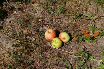 Naklejka na ściany i meble Apples on the ground