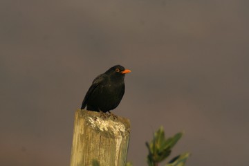 blackbird are a pole for the distribution of the telephone line