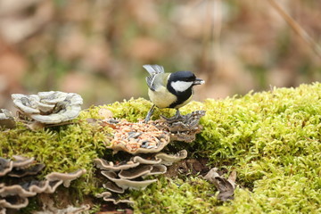fotos de aves varias 