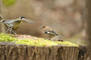 fotos de aves varias 