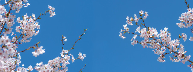 桜の花　横長画像　ワイド画像　バナー画像 © ruiruito