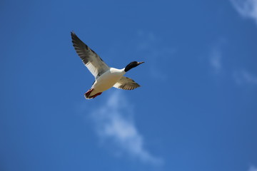 fotos de aves varias 