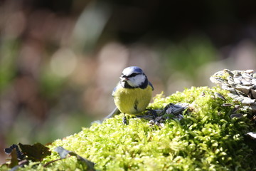 fotos de aves varias 