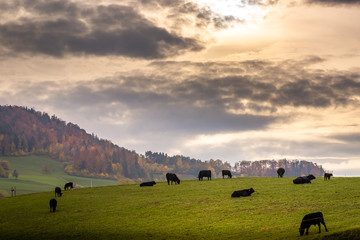 Herd of cows grazing in a pasture at sunset